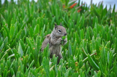 California Ground Squirrel photo 5