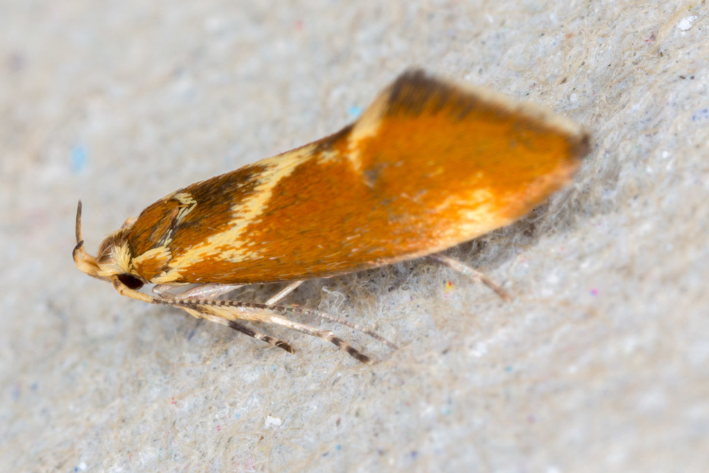 Borkhausenia italica