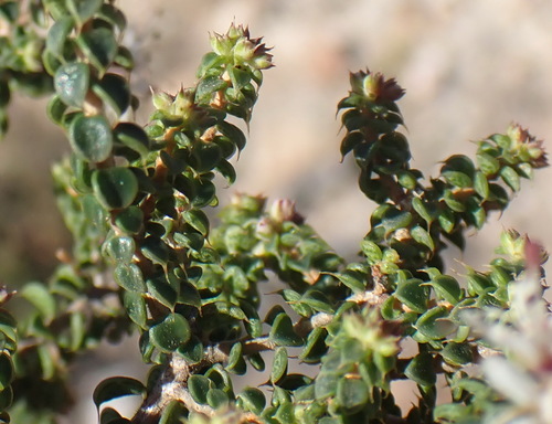 Image of Agathosma recurvifolia by (c) Nicola van Berkel, some rights reserved (CC BY-SA)