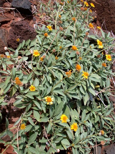 Lipochaeta lavarum