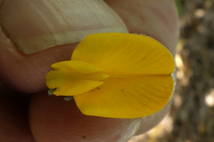 Aspalathus joubertiana