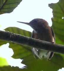 Ramphocaenus melanurus