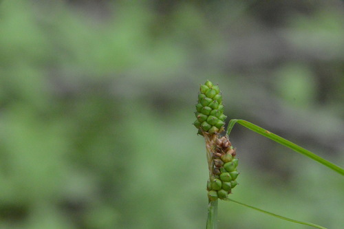 Image of Carolina Sedge (Carex caroliniana) by (c) Dan Johnson, some rights reserved (CC BY)