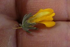 Aspalathus joubertiana