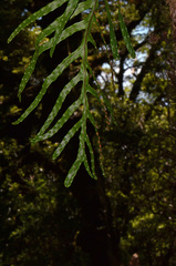 Microsorum novae-zealandiae
