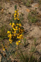 Aspalathus joubertiana