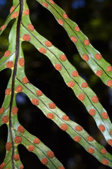 Microsorum novae-zealandiae