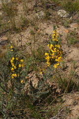 Aspalathus joubertiana