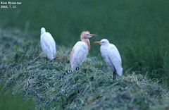 Bubulcus ibis coromandus