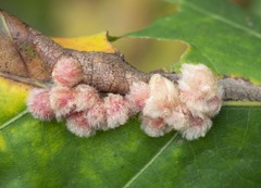 Callirhytis piperoides