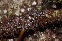 Microsorum novae-zealandiae