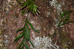 Microsorum novae-zealandiae