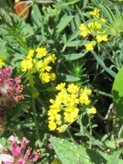 Alyssum diffusum garganicum