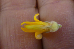 Aspalathus joubertiana