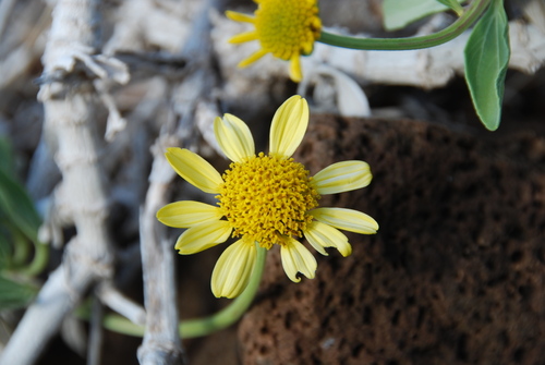 Lipochaeta lavarum observed 2010-06-22