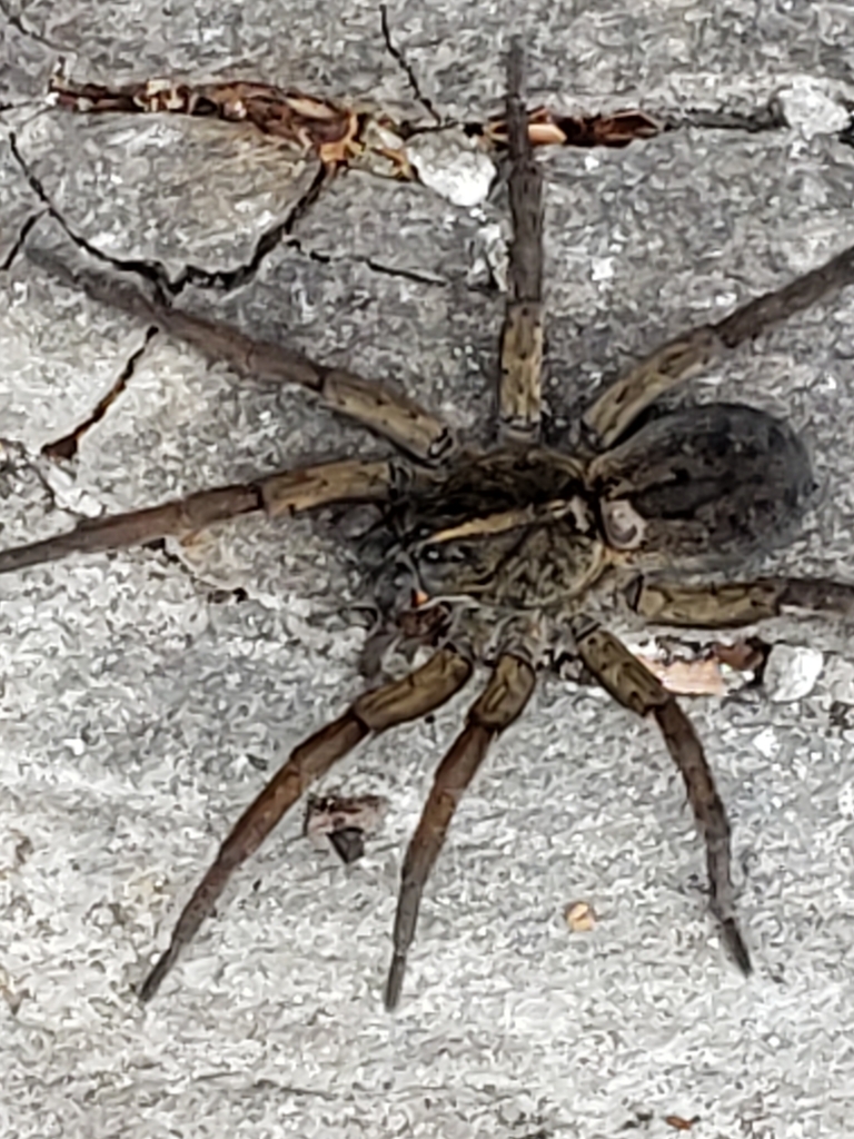 Wetland Giant Wolf Spider in April 2023 by yumimbi · iNaturalist