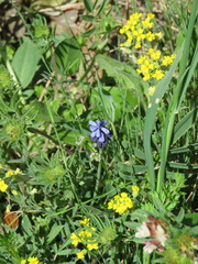 Alyssum diffusum garganicum
