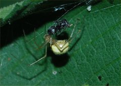 Arachnida