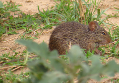 Arvicanthis niloticus