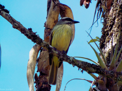 Myiodynastes hemichrysus