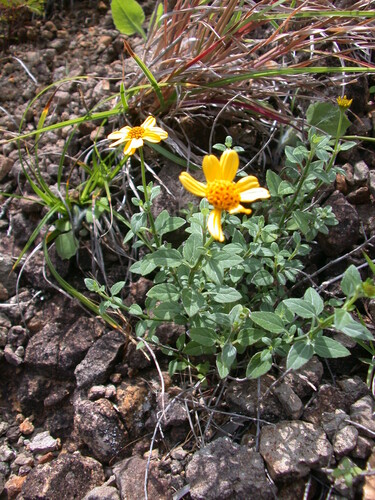 Lipochaeta tenuis observed 2004-02-18