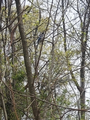 Blue Jay (Cyanocitta cristata) · iNaturalist