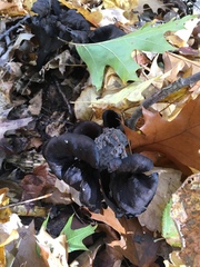 Craterellus