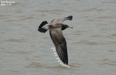Larus crassirostris