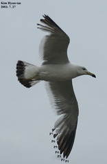 Larus crassirostris
