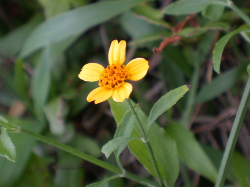Lipochaeta tenuis observed 2004-02-19