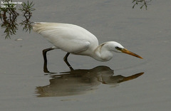 Egretta eulophotes
