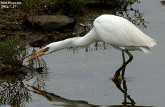 Egretta eulophotes