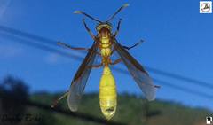 Apoica