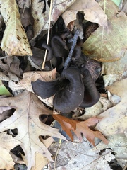Craterellus
