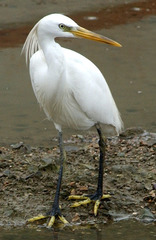 Egretta eulophotes