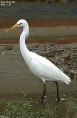 Egretta eulophotes