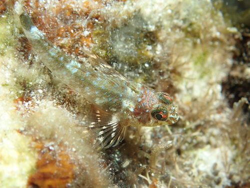 Roughhead triplefin (Enneanectes boehlkei) — Tripterygiidae