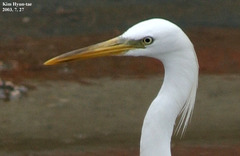 Egretta eulophotes