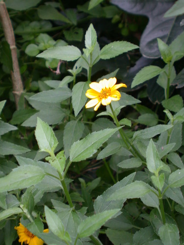 Lipochaeta tenuis observed 2004-02-20