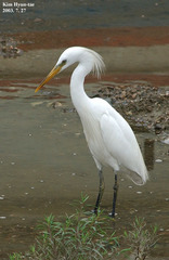 Egretta eulophotes