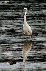 Egretta eulophotes