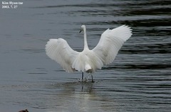 Egretta eulophotes