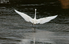 Egretta eulophotes