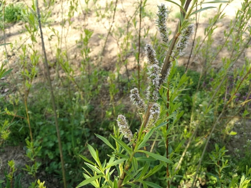 vŕba košikárska (Salix viminalis)
