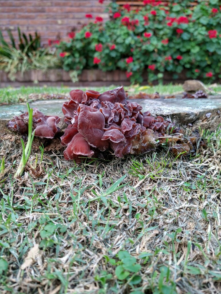 Auricularia fuscosuccinea · March 2021 · photo: © hortonf (iNaturalist, cc-by)