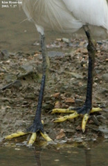 Egretta eulophotes