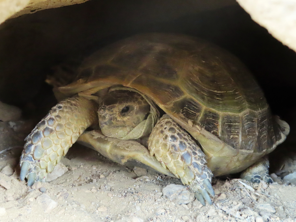 Afghan Tortoise In April 2023 By Kseniia Marianna Prondzynska · Inaturalist