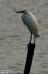 Egretta eulophotes