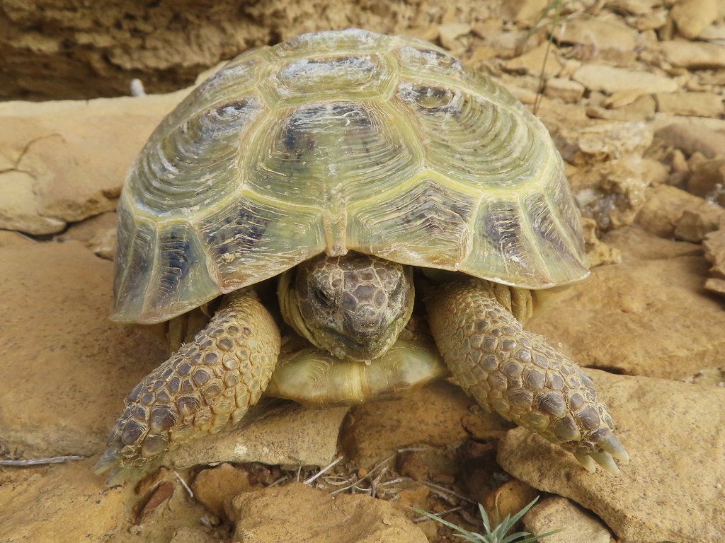 Afghan Tortoise in April 2023 by Kseniia Marianna Prondzynska · iNaturalist