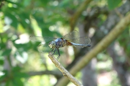 Photo of Oriental Blue Dasher (Brachydiplax chalybea)
